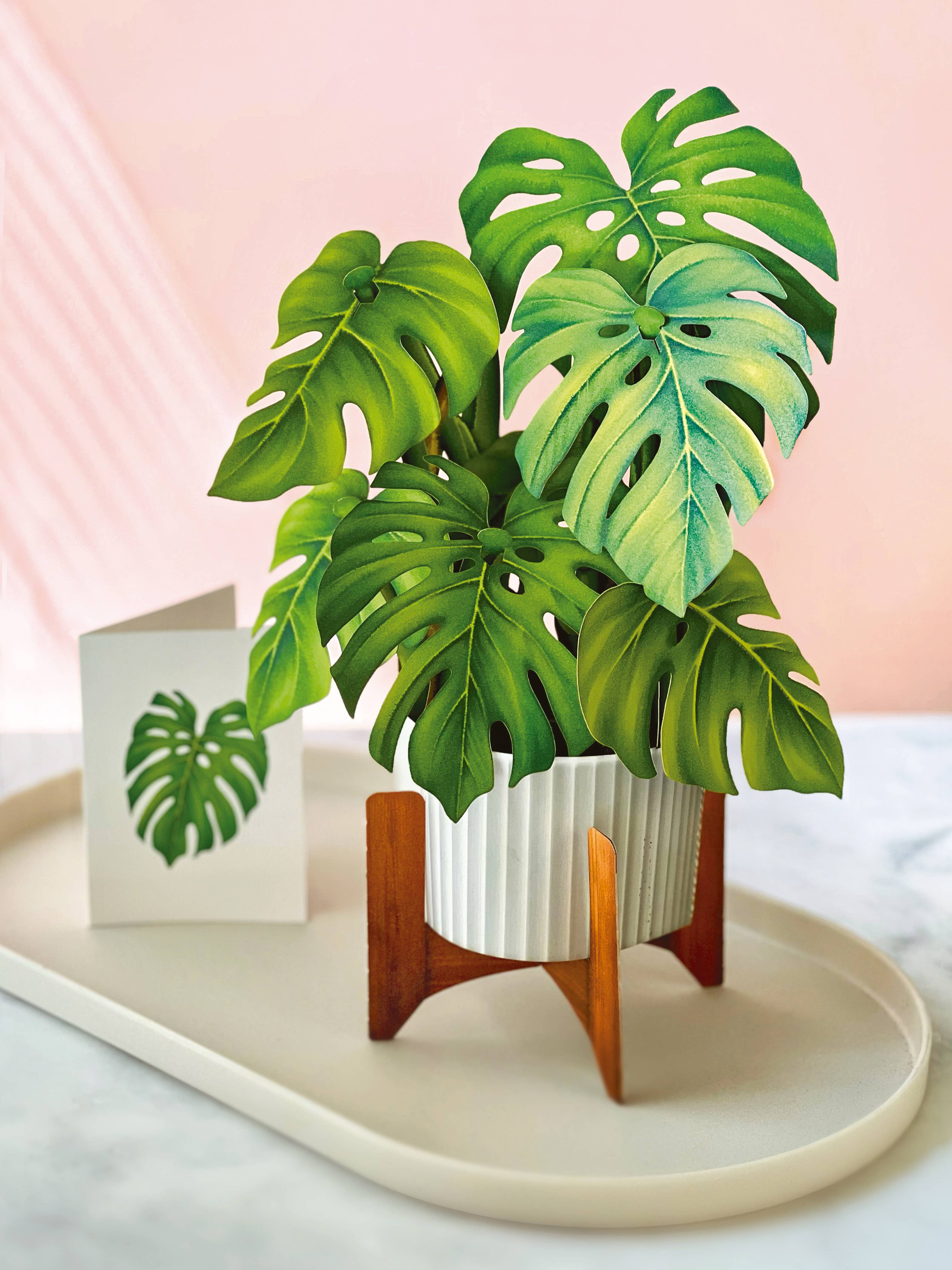 Monstera Plant Pop-Up Greeting Card