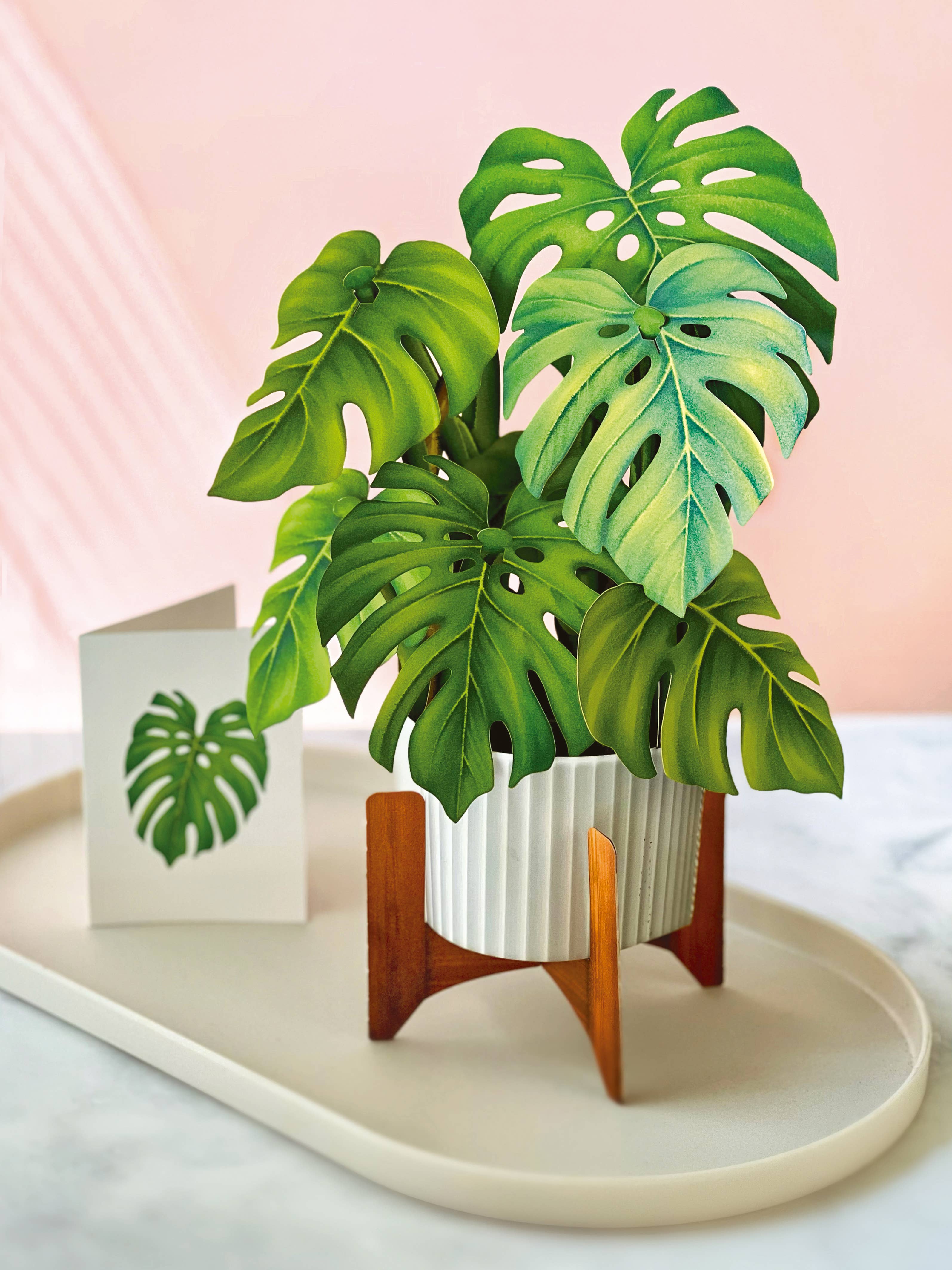 FreshCut Monstera Plant Pop-Up Greeting Card